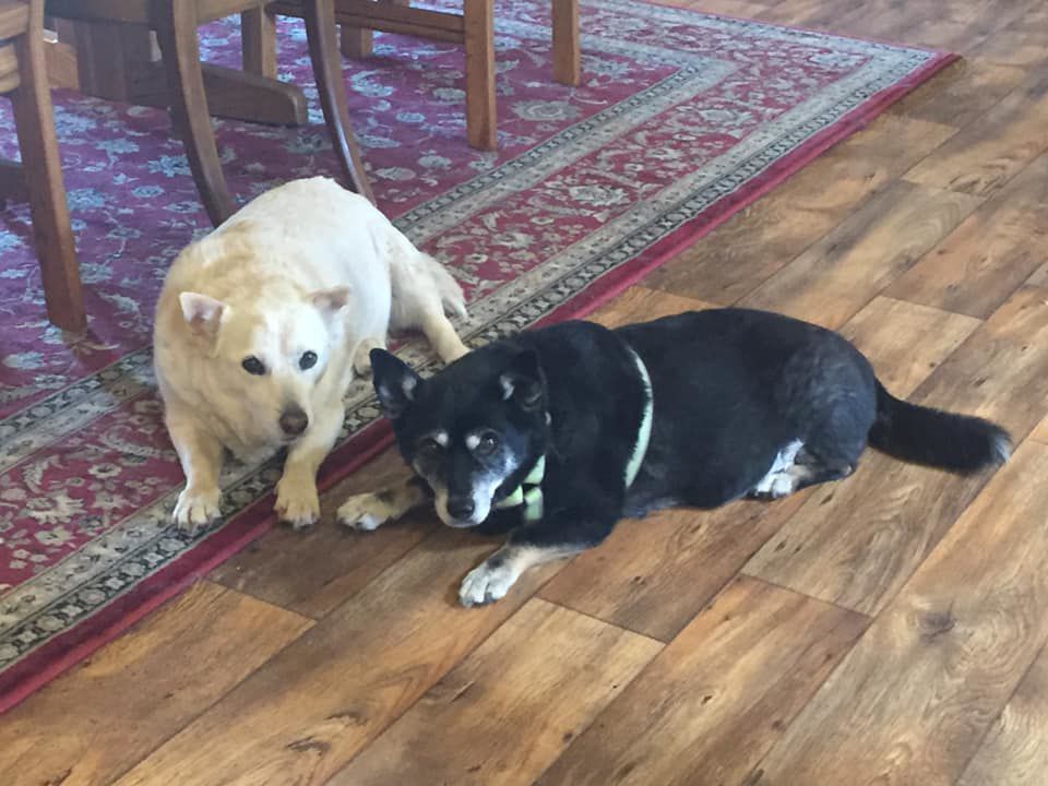 Readers pet photos